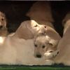 Video: Absurdly Cute Puppies "Predict" Super Bowl Winner On Fallon